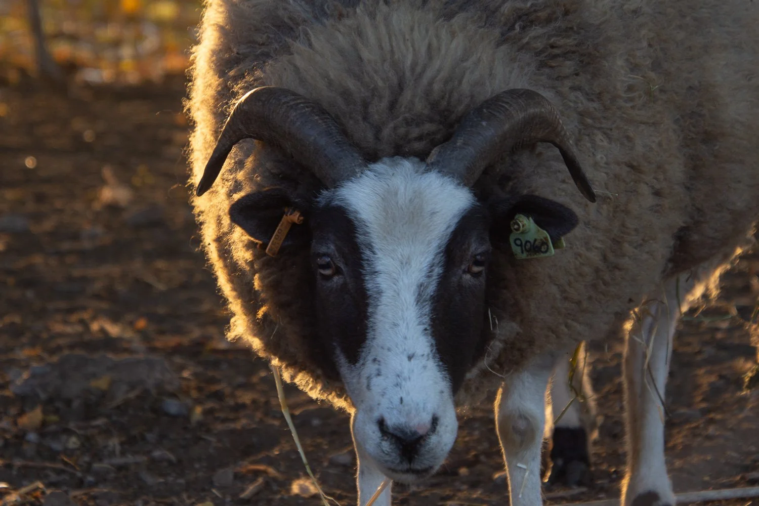 Lilac Two Horn Ewe Look-Alikes — Meridian Jacobs